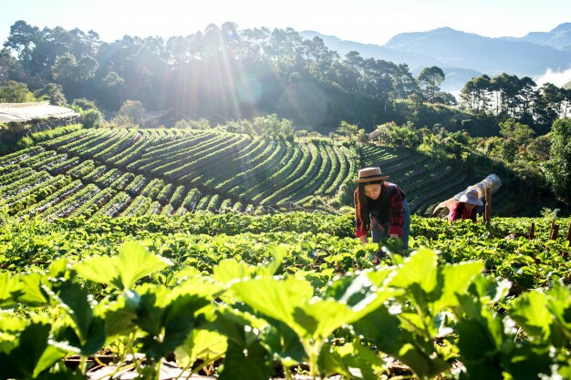 BRDE libera um dos maiores recursos da história para o Agronegócio em Santa Catarina