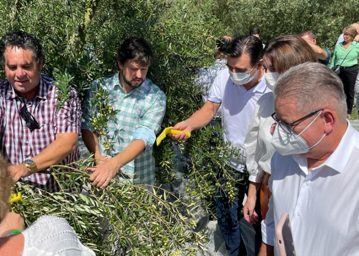 Abertura da colheita das olivas é celebrada em Viamão