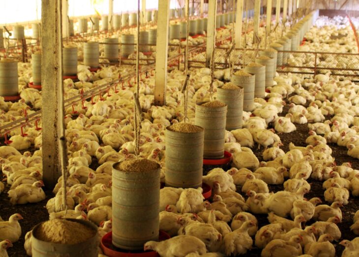 Expedição Avicultura faz novo diagnóstico da cadeia produtiva do frango no país