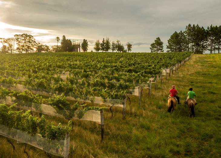 Fórum irá debater potencialidades da vitivinicultura na região da Campanha