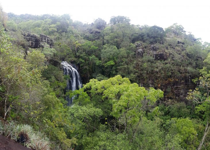 Paraná reforça conservação da biodiversidade com apoio do Fundo Verde do BRDE Paraná reforça conservação da biodiversidade com apoio do Fundo Verde do BRDE